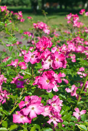 beautiful rose bushes in the flower bed in the gardenの写真素材
