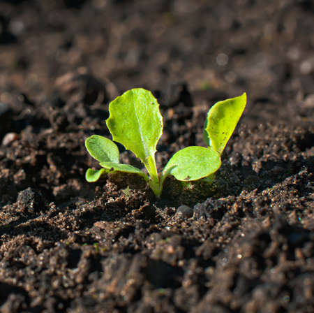 Close-up of green seedling growing out of soil の写真素材