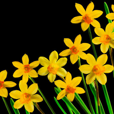 Yellow daffodils isolated on black  Square spring card with space for textの写真素材