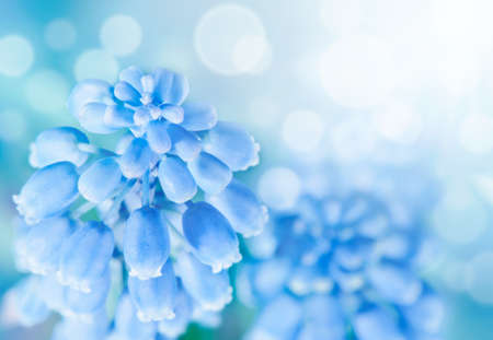  Muscari flowers  Spring easter background  の写真素材