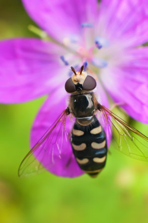 hoverfly closeup on flower meadow geranium