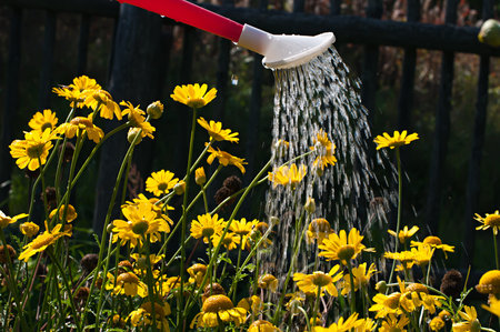 watering the flowers in the flowerbed の写真素材