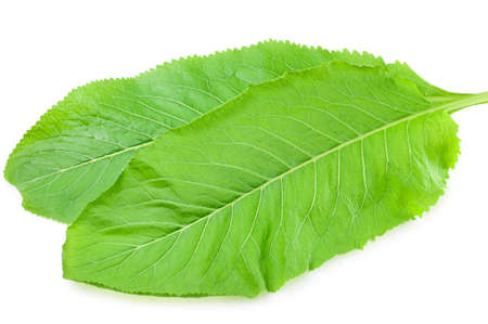 fresh horseradish leaves on a white backgroundの写真素材