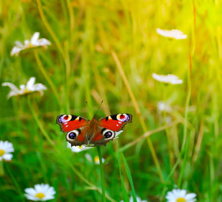 Peacock butterfly on a flower in the sunlight. Summer green background.の写真素材
