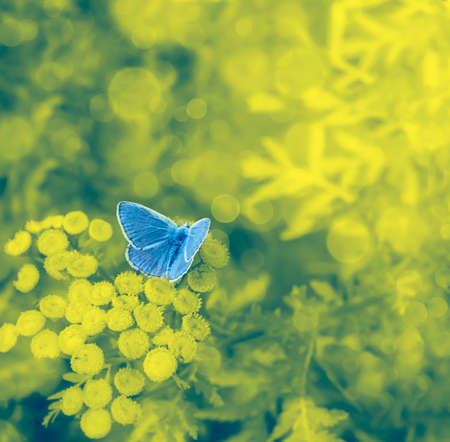 Blue butterfly on a floral background with bokeh の写真素材