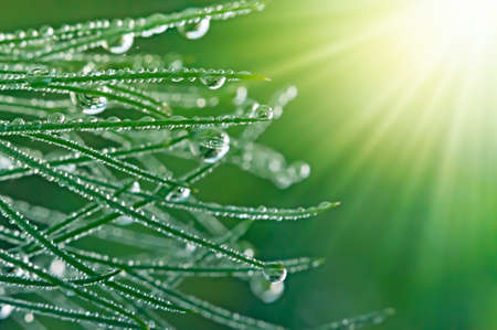Drops of dew on the grass in the morning, the sun's raysの写真素材