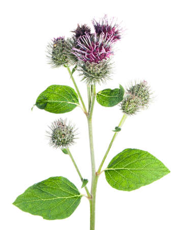 Greater burdock (Arctium tomentosum) flower and leaves on a white.の写真素材