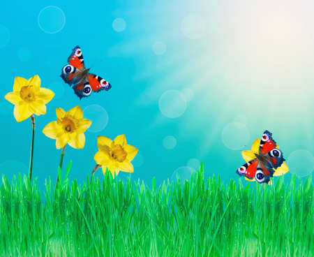 Summer background with daffodils, butterflies and grassの写真素材
