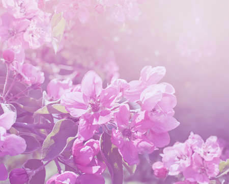 Beautiful branch of an apple-tree with pink flowers, the sunlitの写真素材