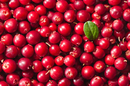 Ripe cranberries. Background of berriesの写真素材