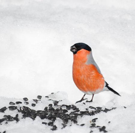 Bullfinch eating sunflower seeds in the snow. Caring for birds in winterの写真素材