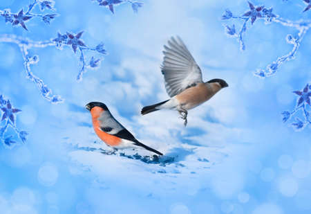 Blue winter background with bird bullfinches. の写真素材