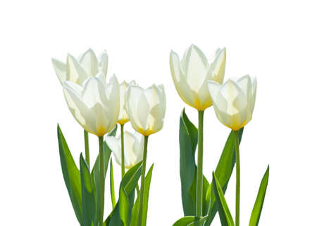 White tulips isolated on a white backgroundの写真素材
