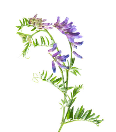 Vicia cracca flowers isolated on white backgroundの写真素材