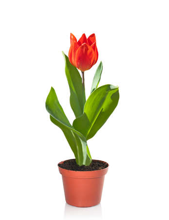 Red tulip in a flower pot, isolated on whiteの写真素材