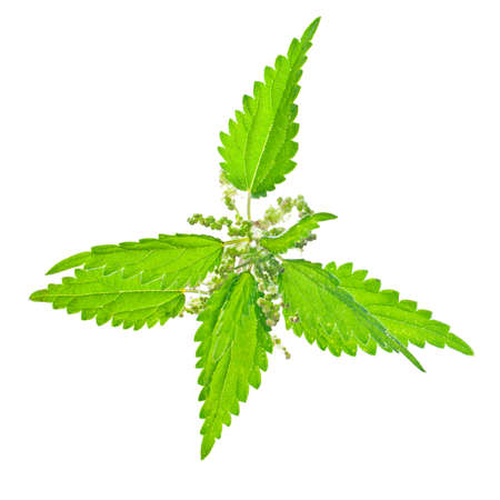 nettle isolated on white backgroundの写真素材