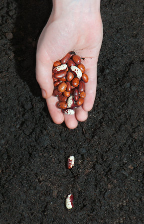Female hands planting bean seeds in the ground