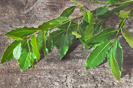 Laurel branch on old wooden board.