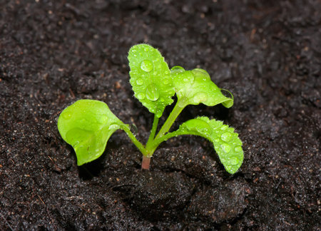 Young green sprout of radish in the ground with dew drops close up.