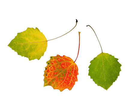 Three beautiful multi-colored autumn leaves of an aspen isolated on a white background.の写真素材