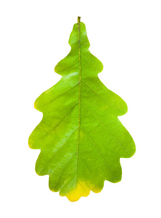 Oak leaves, isolated on white background.の写真素材