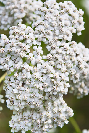 Medicinal plant yarrow flowers outdoors close up.