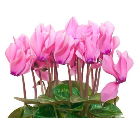 Beautiful blooming cyclamen iisolated on white. Side view.の写真素材