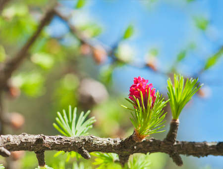 Blooming spring branch of a larch close-up.の写真素材