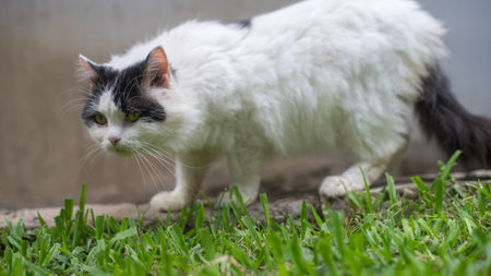 Cat with its own pose