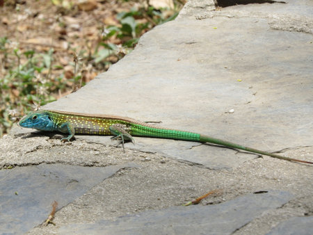 lizard