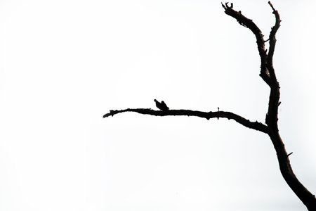 common pigeon setting on a tree.