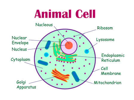 Animal cell diagram.  illustrationのイラスト素材