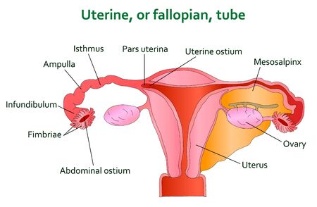 Uterine and follopian tube diagram.のイラスト素材