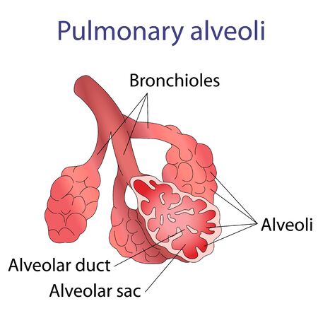 Illustration of human alveoli structure illustrationのイラスト素材