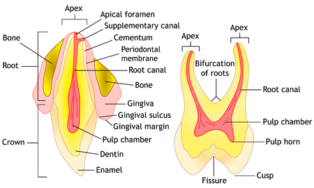 Tooth anatomy diagram illustrationのイラスト素材