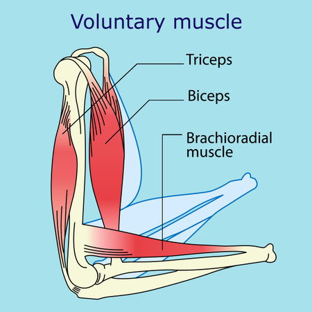 anatomy of the voluntary muscle on the blue backgroundのイラスト素材