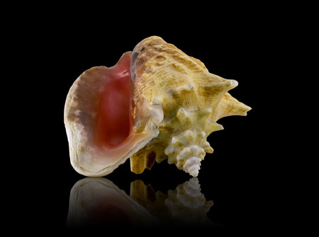 Sea shell