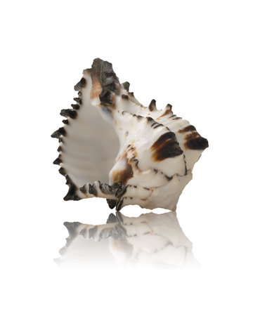 Sea shell with mirrored reflection on white
