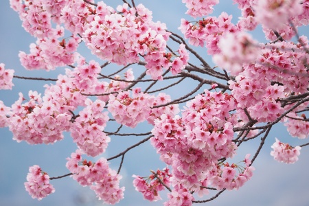 Sakura in Japanの素材