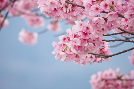Sakura in Japan 8の素材