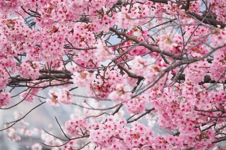 Sakura in Japan 11の素材