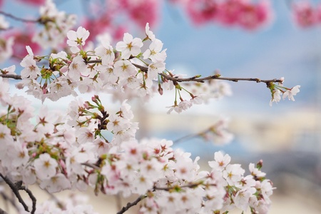 Sakura in Japan 17の素材