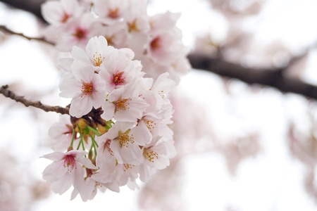 Sakura in Japan 24の素材