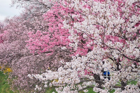 Sakura in Japan 32の素材