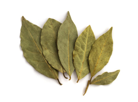 Bay laurel dry leaves on white background