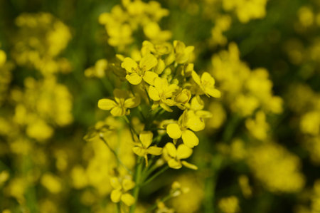 Field of yellow flowers winter cress or rapeseed closeupの写真素材