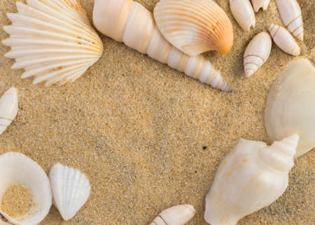 Bright Background with Different Sea Shells and Coral Sandの写真素材