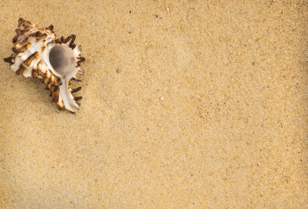 Bright Background with Beautiful Sea Shell and Coral Sand