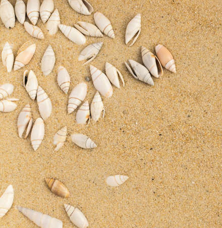 Bright Background with Different Sea Shells and Coral Sandの写真素材