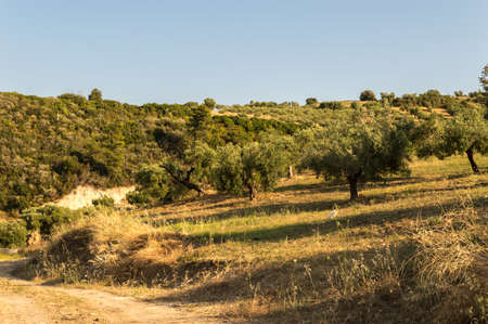 The old olive trees in a Greek village in the hot summerの写真素材